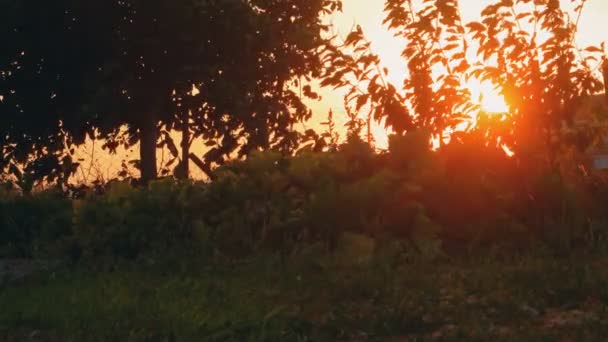 Sunset in garden — Stock Video