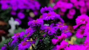 Güzel çiçek açan Violet rüzgarda sallanan çiçekler. Portre. Sakin sinematik doğa arka plan.