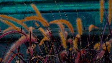 Portre, pennisetum Avena Rubrum çimen