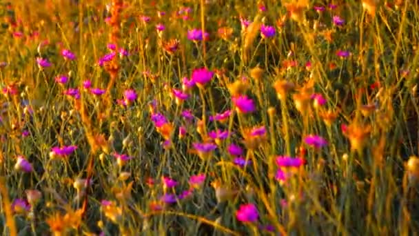 Wiese voller kleiner violetter Blumen — Stockvideo