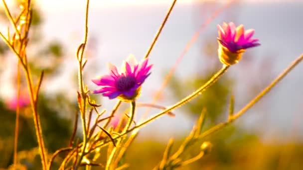 Macro foto van twee kleine paarse bloemen — Stockvideo