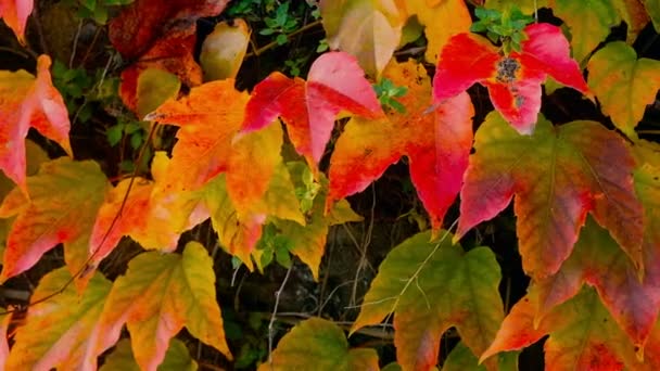 Gros plan sur la clôture d'automne des feuilles de lierre rouge — Video