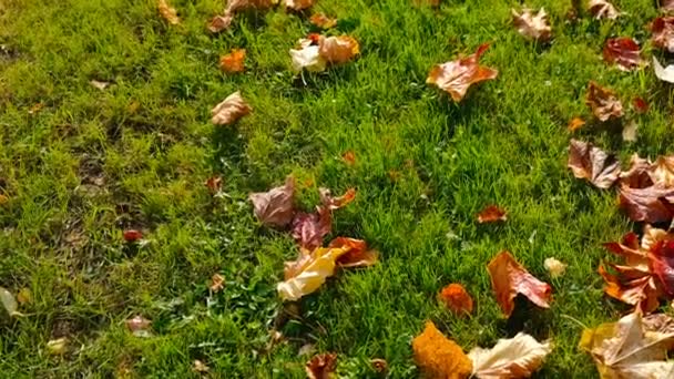 Nedfallna löv på färskt grönt gräs i morgonsolen — Stockvideo