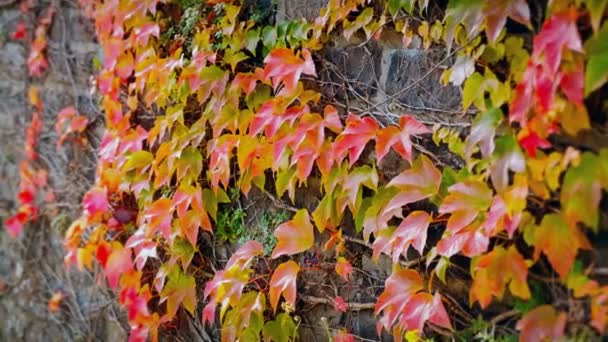 Bella parete autunnale di foglie di edera rossa — Video Stock