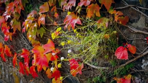 Plant with flowers on beautiful autumn fence of red ivy leaves — Stock Video