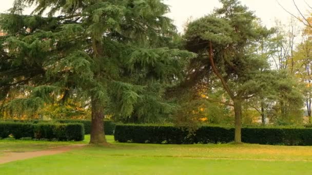Autumn garden with big trees moving its branches with wind — Stock Video