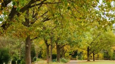Güzel sonbahar park. Almanya'nın Bonn kentinde düşmek. Sonbahar ağaçlar ve düşen yapraklar. Sonbahar manzara.