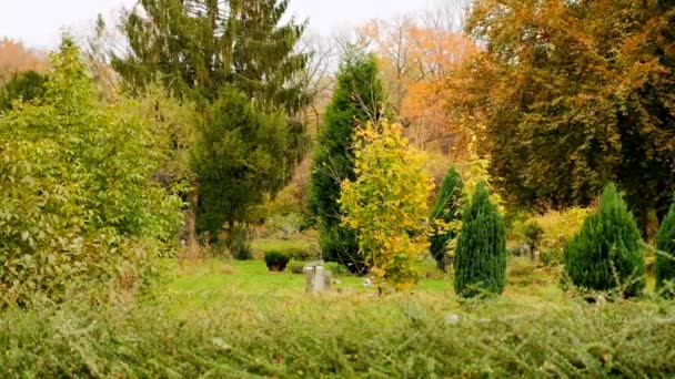 Цветные зеленые и золотые осенние деревья пейзаж, осенний сезон — стоковое видео