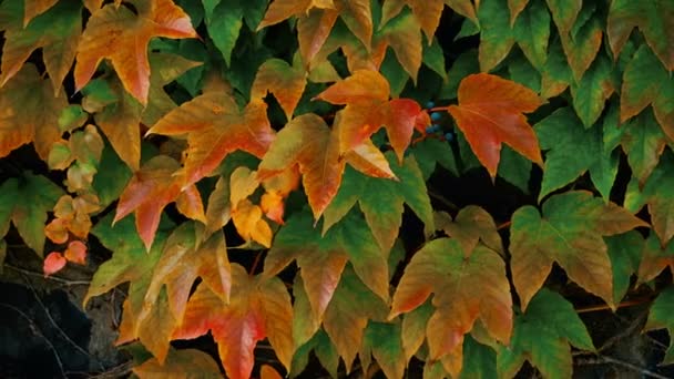 Primer plano de hermosas hojas de hiedra roja de otoño — Vídeos de Stock