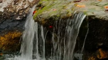 Ormanda, su faling wawn yarısına yosun kaplı büyük kayanın üzerinden Creek