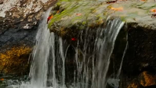 Arroyo en el bosque, agua tambaleante surgiendo de gran roca medio cubierta de musgo — Vídeos de Stock