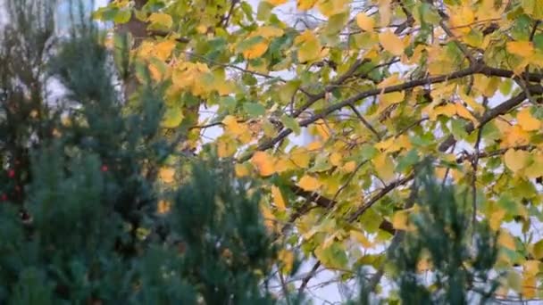 Autunno Foglie di stagione svolazzano in leggera brezza sui rami di betulla in autunno. Fogliame caduta ondeggiante nel vento autunnale . — Video Stock