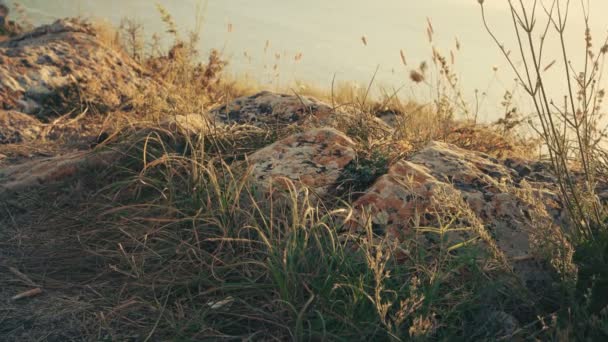 Vintage procurando imagens de grama seca na costa do mar — Vídeo de Stock