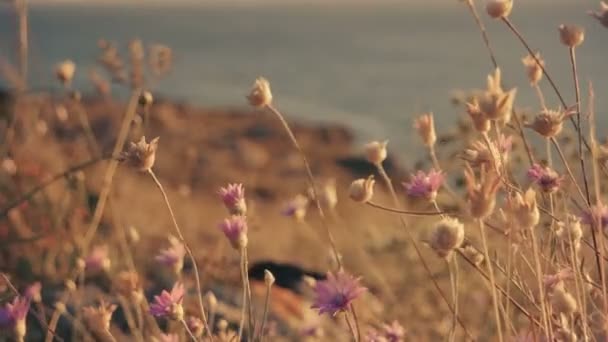 Сухая трава с мелкими цветами, движущимися с ветром — стоковое видео