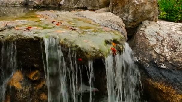 Brook loopt door rotsen en keien langs bomen in Japan tuin. — Stockvideo