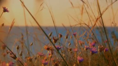 Önünde sakin deniz yüzeyi kuru ot