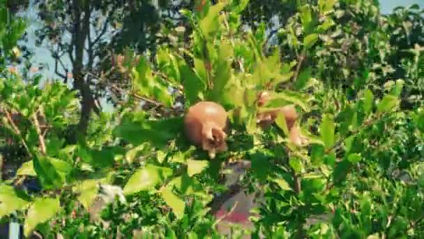 Fruta de granada en ramas que avanzan sobre el viento — Vídeos de Stock