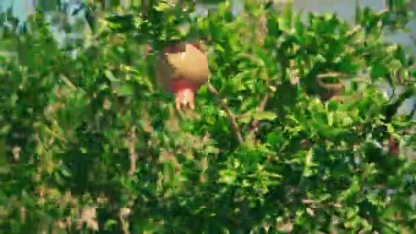 Granátové jablko ovoce na stromě na vítr — Stock video
