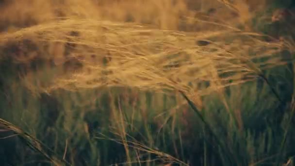 Vilda gräs flytta på vinden — Stockvideo