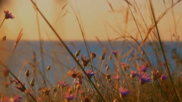 Torrt gräs framför lugna havet ytbehandlar — Stockvideo