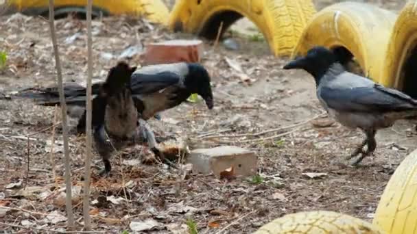 Tre corvi combattono per il cibo — Video Stock