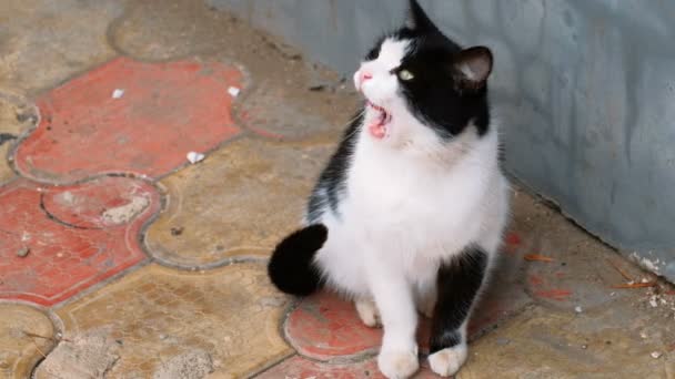 Складная кошка, сидящая рядом со стеной — стоковое видео
