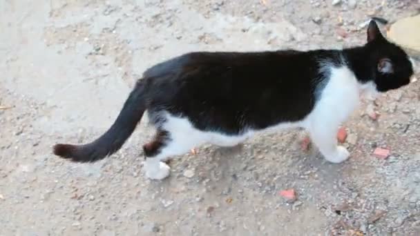 Gato blanco y negro caminando y luego se sienta en su espalda — Vídeo de stock