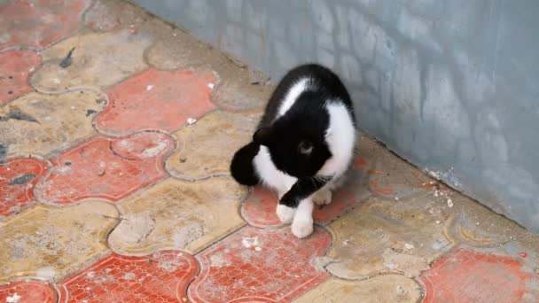 Gato na rua lambendo sua pata — Vídeo de Stock