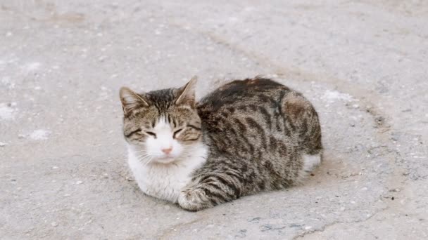 Løsaktig katt som hviler på asfaltoverflaten av gaten – stockvideo