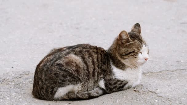 Jonge dakloze kat rustend op asfalt oppervlak van de straat — Stockvideo