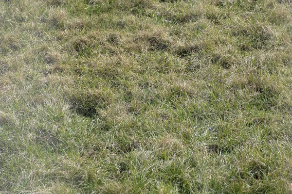 Background of a half green grass. Half Dray grass texture. Early spring grass texture — Stock Photo, Image