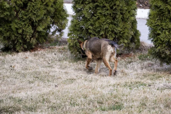 Stray dog alone running away — Stock Photo, Image