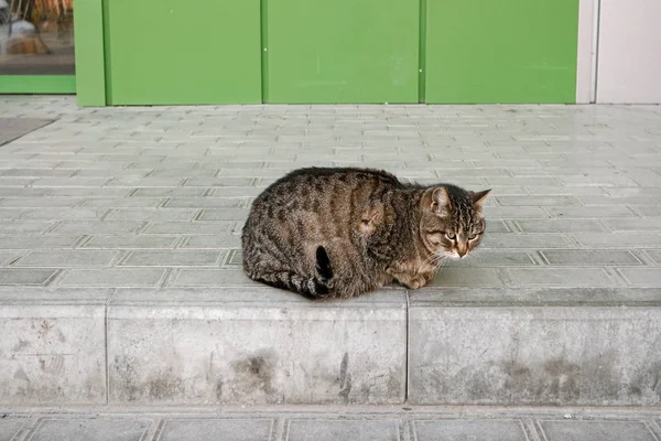 Flauschige Katze sitzt in der Nähe der Türen des Einkaufszentrums. — Stockfoto