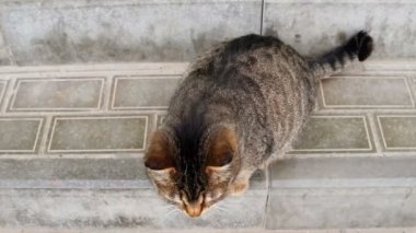 Döşeli yüzey üzerinde şirin hamile kedi