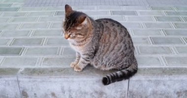 Döşeli yüzey üzerinde şirin hamile kedi
