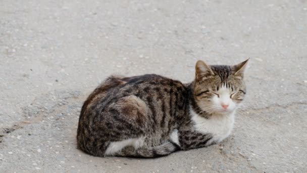 Katze ruht auf der Straße — Stockvideo