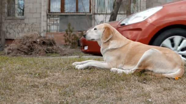 Streunender Hund ruht am Straßenrand — Stockvideo