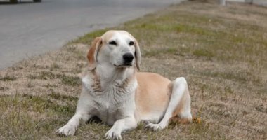 Yol kenarında oturan evsiz köpek