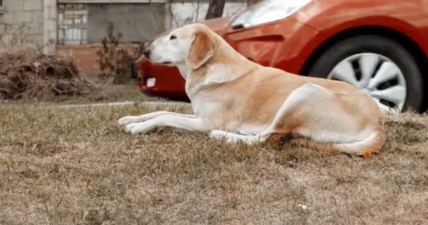 Портативний відеозйомка бездомна собака відпочиває на узбіччі — стокове відео