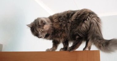 Kedi yürüyüş ahşap kapı üstüne.