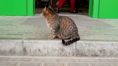 Alışveriş Merkezi kapı önünde hamile kedi
