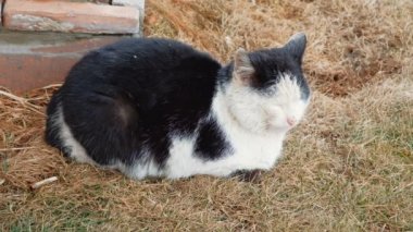 Uykulu sokak kedi kuru çimlerin üzerine
