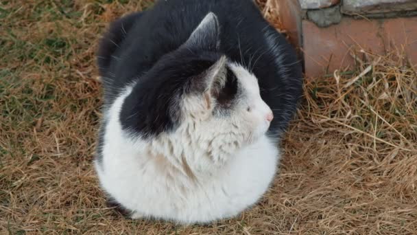 Mestizo gato en seco hierba — Vídeo de stock