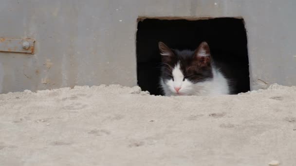 Streunende Katze schaut aus Kellerloch — Stockvideo