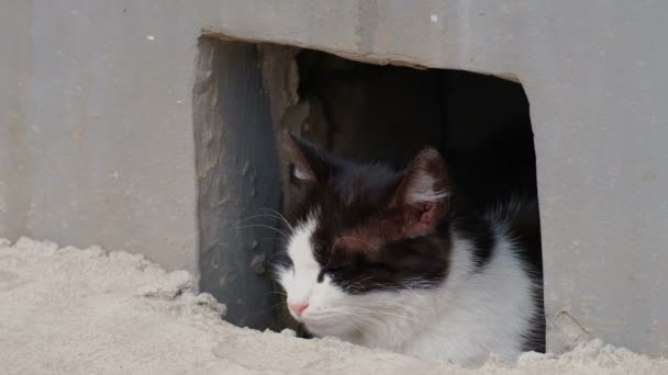 Спокойная кошка, выглядывающая из подвальной ямы на улице — стоковое видео