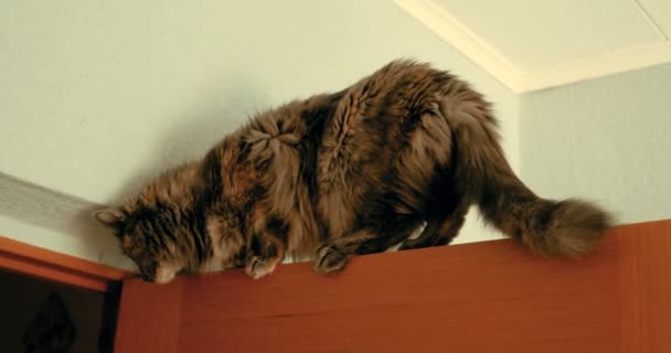 Handhållna skott av gray katt balansera på toppen av trädörr sniffa och tittar ner. Katt som stack upp. Vintage färgläggning. — Stockvideo