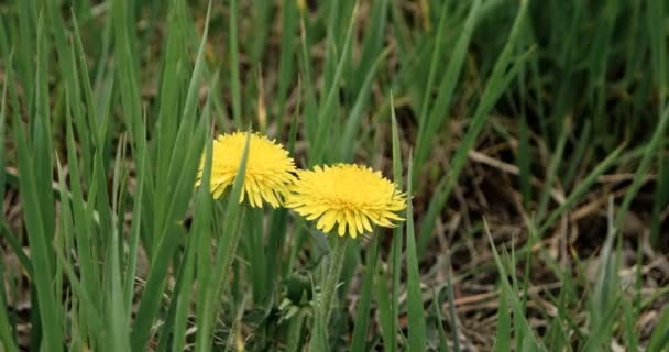 Dientes de león en la hierba verde fresca de la pradera de primavera. Flores de diente de león amarillo sobre fondo de hierba verde moviéndose en el viento, tiro de mano . — Vídeos de Stock