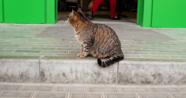 Беременная кошка перед дверью торгового центра — стоковое видео