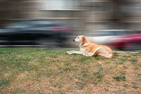 Puppy rusten op gras van langs de weg tegenover wazig stadsverkeer. Ruimte voor tekst — Stockfoto