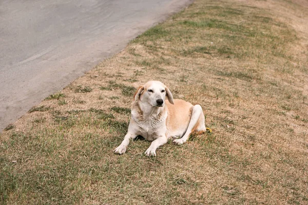 野良犬は道端で休憩します。レトロな茶色やセピア トーンのイメージ — ストック写真